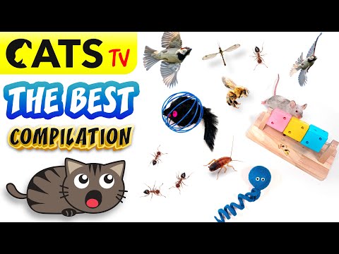 CATS TV 📺