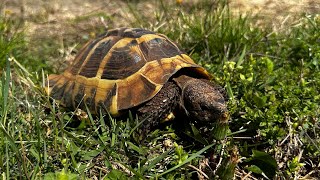 Outside With My Tortoise & Chickens @LorisHartland