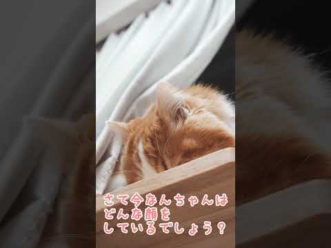 クイズ！マンチカンは今どんな顔？