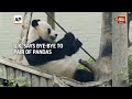 U.K. Says Bye-Bye To Pair Of Pandas: End Of Panda Diplomacy Of China?