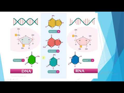 Video: Od čega se sastoji molekul DNK?