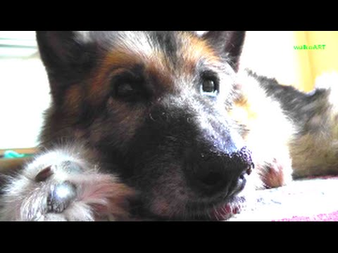 Video: The Throw Away Dogs Project: At Omdanne Forladte Hunde Til K-9 Arbejdshunde