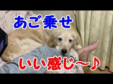 Golden Retrieverはっちの奮闘記