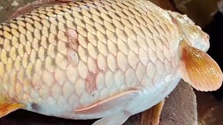 Amazing Golden Carp Fish Cutting Skills In Fish Market | Perfect Fish Cutting Techniques
