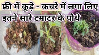 कूड़े कचरे में लगाएं टमाटर के इतने सारे पौधे/easy way to grow tomatoes in containers