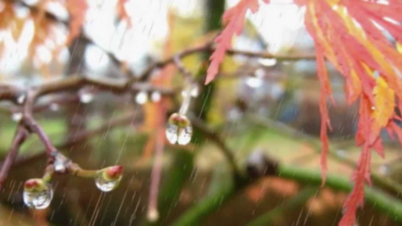 Дождь В Осеннем Лесу Фото