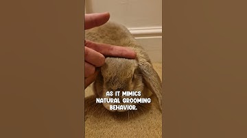 Pet a Rabbit the Right Way... Quick tips #shorts #rabbits #rabbitcare #petcare #cuterabbit