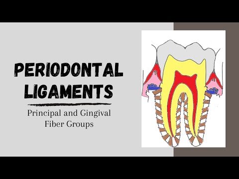 Video: Förbättring Av Periodontal Vävnadsregenerering Med Konditionerade Medier Från Gingiva-härledda Eller Periodontala Ligament-härledda Mesenkymala Stamceller: En Jämförande Studie På