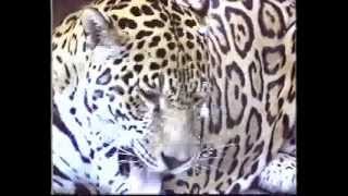 Jaguar.avi