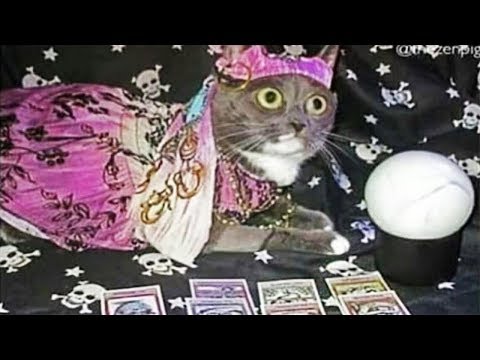 12 МИНУТ Я РЖАЛ КАК КОНЬ! ЛУЧШИЕ ПРИКОЛЫ ДЛЯ МУЖИКОВ! СМЕШНЫЕ ВИДЕО #ЧЕГЕВАРОВ
