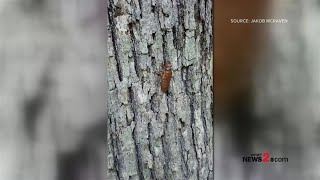 Video: Cicadas emerging from the ground