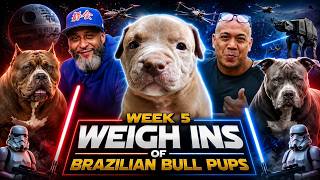 🏆 Brazilian Bull Puppies Week 5 Weigh-In | Elite Bloodlines | Ariete x Maxine Litter