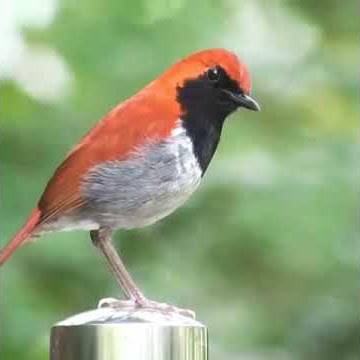 Kicau burung cantik merdu dihutan