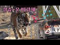 [무궁아 넌 혼자가 아니야] 힘들어하는 무궁이를 뛰게 만드는 그대는.. Famous Tiger in Korea, cat tiger #태범 #무궁 #백두대간호랑이