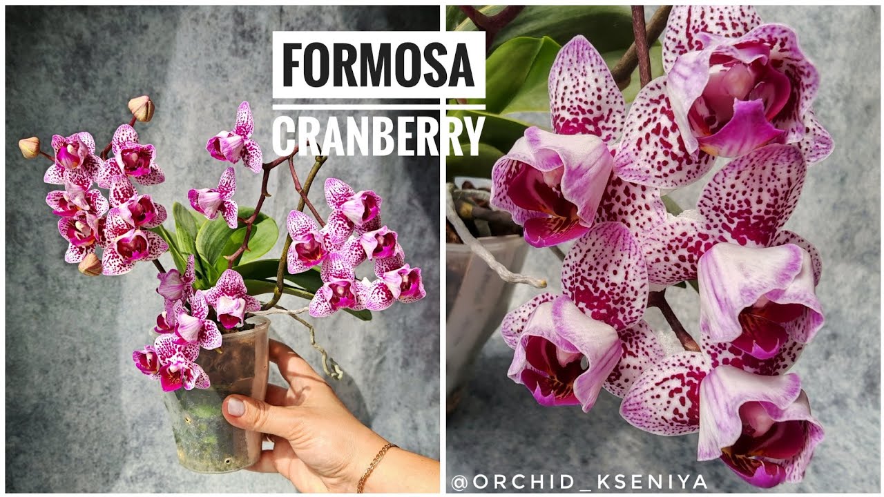 Rus sochli ayollar bilan porno