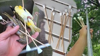 Why NOT To Blowgun Hunt With A Bamboo Dart