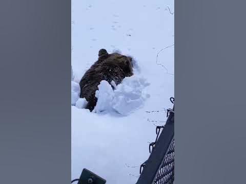 8 марта где уральские пельмени песня