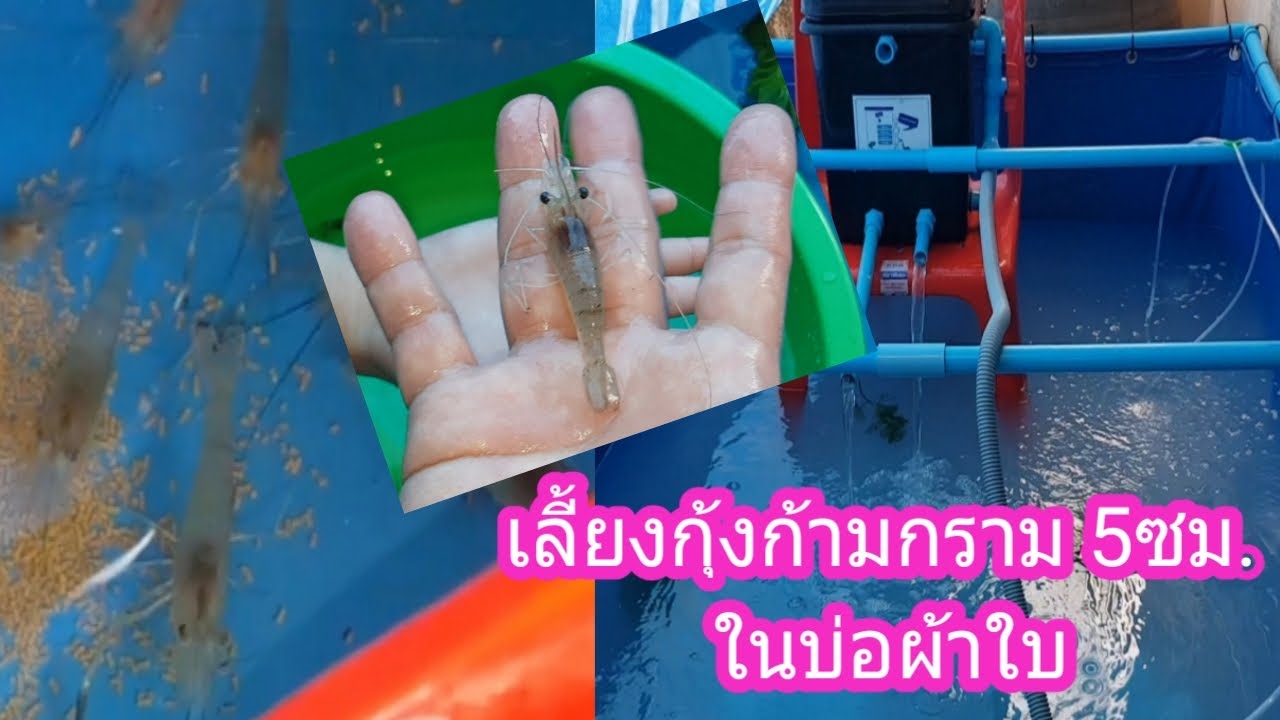 เลี้ยงกุ้งก้ามกราม 5เซนติเมตร ในบ่อผ้าใบ