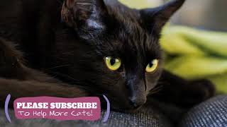 2 Hours Soothing Music for Cats - Music to Relax Your Cats FAST ☯LCZ118 by Love Cat Zone - Relaxing Music for Cats 2 views 4 years ago 1 hour, 46 minutes