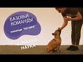 Дрессировка щенка: с чего начать? Команда &quot;Ко мне&quot;.