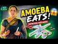 Nutrition in Amoeba Class 10 | Full Explanation in 5 Minutes 🔥