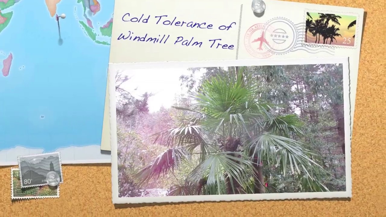 Cold tolerance of the Windmill Palm Tree YouTube