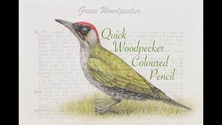 FAST WOODPECKER Coloured Pencil Drawing with Linda Hampson
