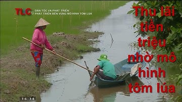 Thu lãi tiền triệu nhờ mô hình tôm lúa
