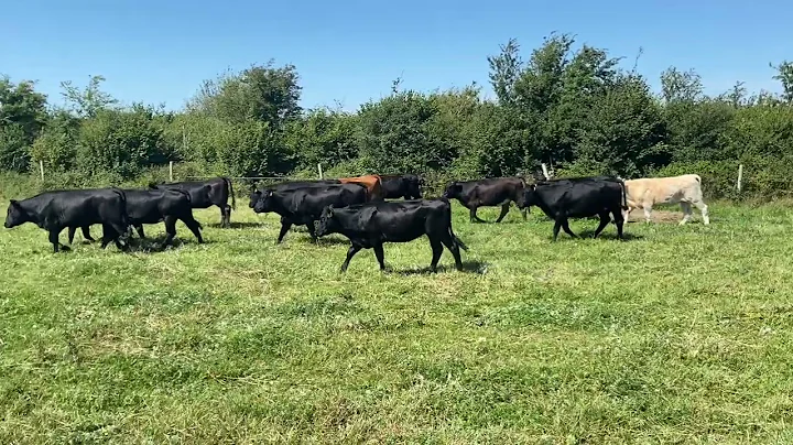 13 Heifers - The burren