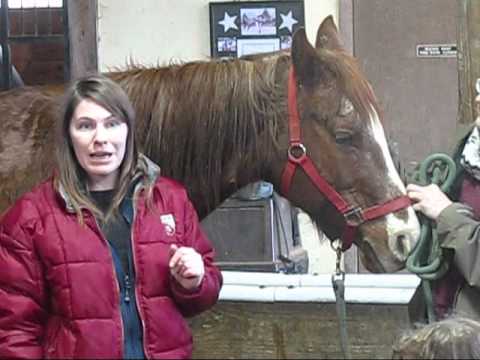 Vet Clinic- Quick Physical Exam