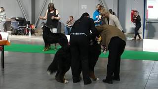 Mvp Prague Expo Dog 16.4.2017 - Posouzení