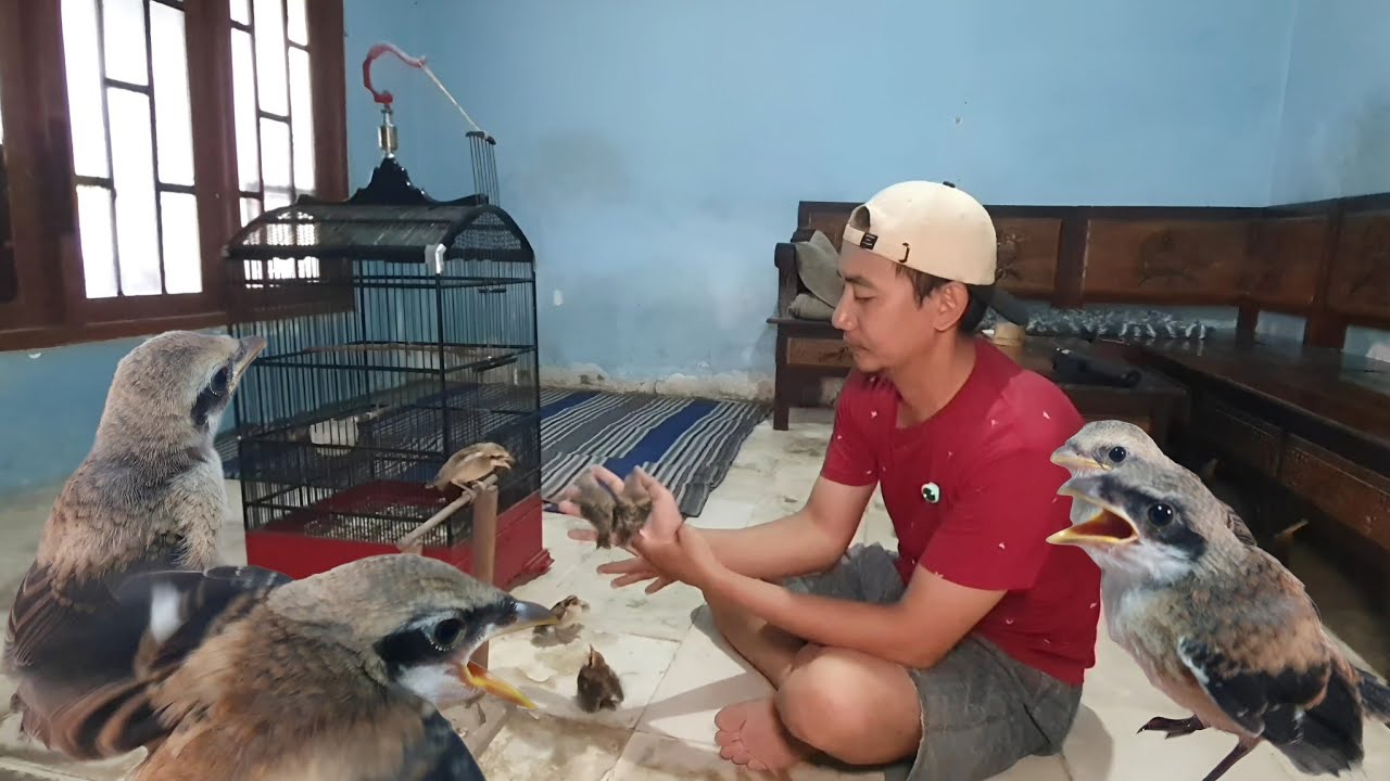 YESS 5 ekor anakan cendetnya akhirnya besar juga !