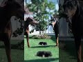 La madre doberman que no perdona #perros #cachorros #animales #madre #padre #fauna