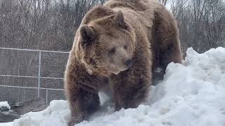 Download Lagu Jenny and Amy playing King of the Mountain….errhm, BEAR of the snow mountain! MP3