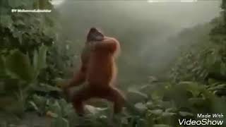 Dak katek duet dakkatek duit