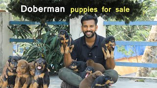 Doberman puppies for sales | Dog salees | PUPPY SALES | DOG KENNEL IN TAMILNADU|6381065327