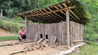 Building a Cabin House for 100 Chickens  Made of Wood and Bamboo