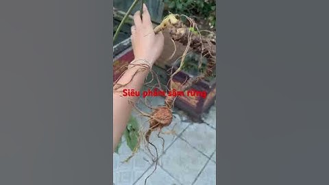 Cụ sâm ngọc linh rừng hơn 40 tuổi hạ sơn, dài 50cm, siêu quý hiếm nặng 200g, giá 38tr #sâm_ngọc_linh