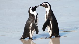 African Penguins Say Hello!