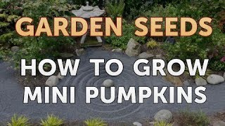 How to Grow Mini Pumpkins