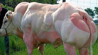 5 самых УДИВИТЕЛЬНЫХ ПОРОД КОРОВ в мире 5 самых УДИВИТЕЛЬНЫХ ПОРОД КОРОВ в мире