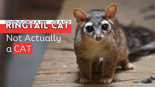 Ringtail Cat: Meet Nature's Unique Raccoon Cousins
