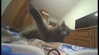 CAT VS Tiny Whoop drone