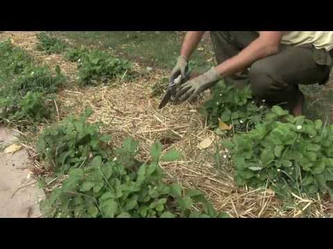 Video: Manutenzione dei piselli con scafo viola: suggerimenti per la coltivazione di piselli con scafo viola