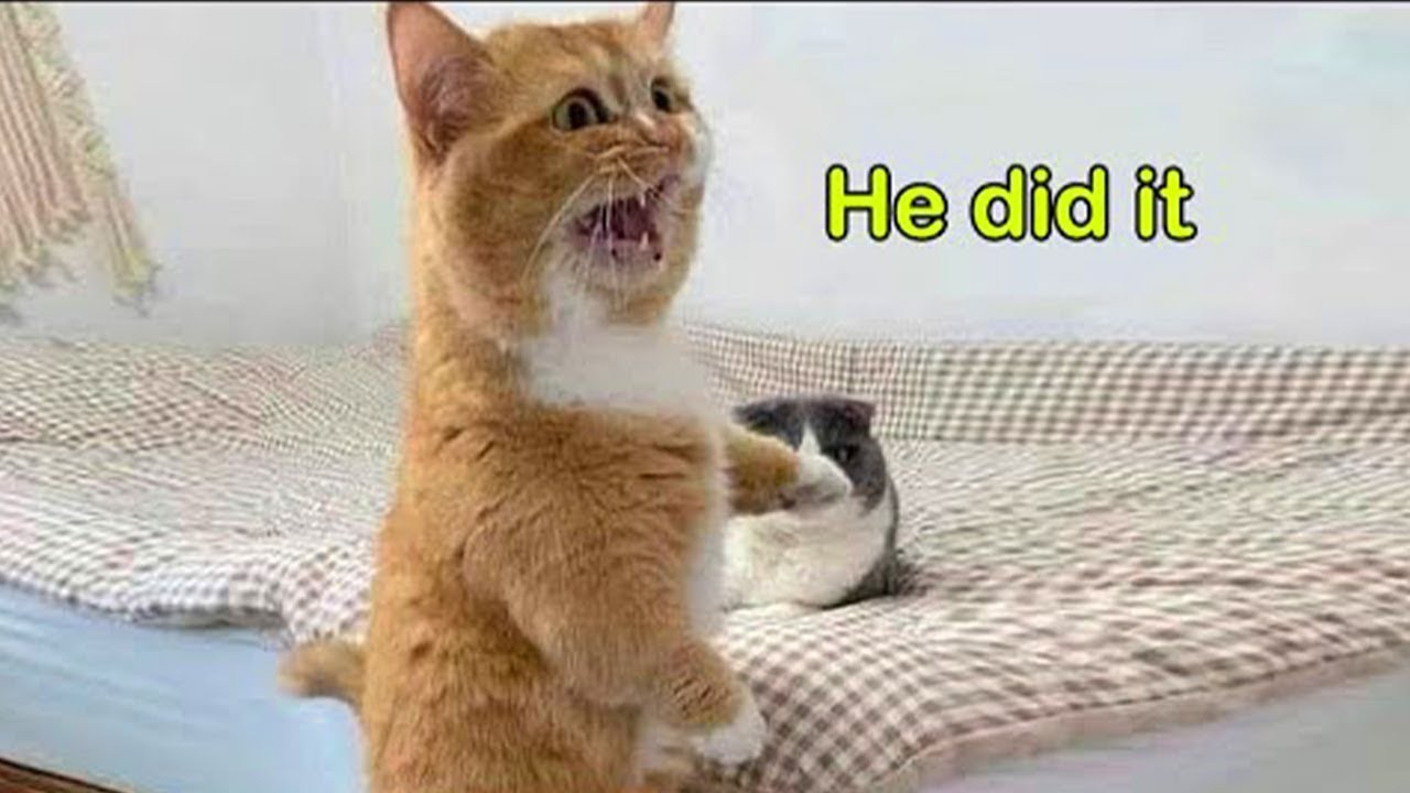 Когда эти кошки говорят по-английски лучше, чем люди! 😸😳🐱 Забавный говорящий кот