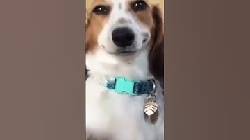 Warzone 2 but memes make it better #warzone #memes