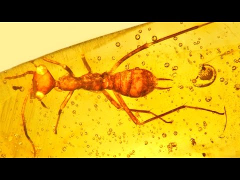 Ancient Insect Discovery