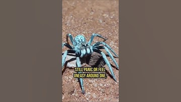 Arachnophobia :The fear of spiders