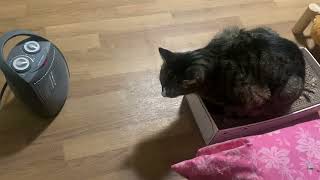 Cat loaf ❤️ by JOANNA AUD 30 views 2 months ago 13 seconds