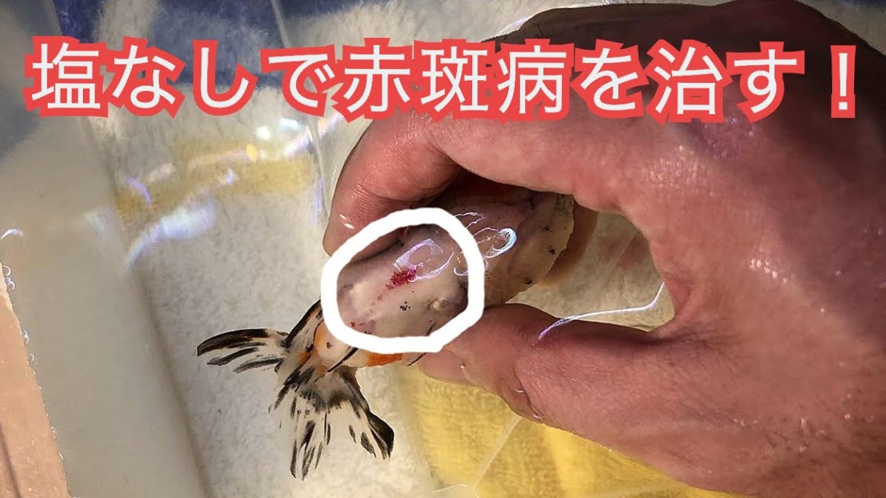 金魚の赤斑病 治療編 Youtube